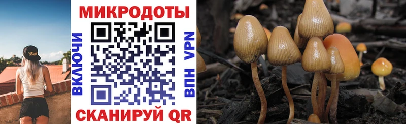 Галлюциногенные грибы Psilocybine cubensis  даркнет сайт  Кинель 